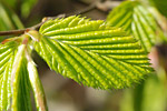 Hainbuchenblatt. Foto: Martin Kreuels, piclease