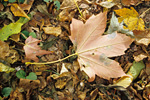 Herbstlaub. Foto: Manfred Nieveler, piclease