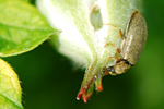Himbeerkäfer
