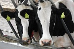 Hornlose Holstein-Rinder