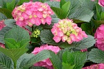 Rosa Hortensien