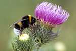 Erdhummel an einer Distelblüte. Foto: Patrick Leopold, piclease