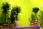 Ficus-Präsentation auf der IPM