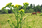 Jakobskreuzkraut (Senecio jacobaea)