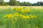 Jakobskreuzkraut in einer Wiese