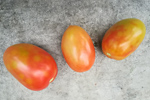 Jordan-Virus - Tomato Brown Rugose Fruit Virus (ToBRFV)