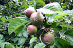 Juniäpfel