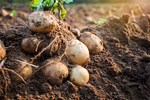 Kartoffeln im Boden. Foto: natara, stock.adobe.com