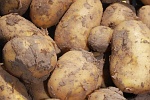 Kartoffeln