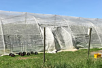 Einnetzen von Obstkulturen zum Schutz gegen die Kirschessigfliege Drosophila suzukii