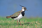 Kiebitz. Foto: Hans Glader, piclease