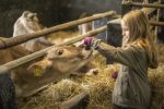 Kind Kalb