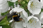 Kirschblüten mit Hummel