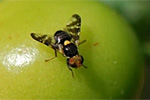 Kirschfruchtfliege