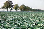 Kohlfeld an einer Allee