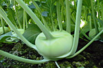 Kohlrabi