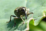 Kohltriebrüssler