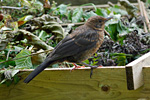 Amsel am Komposthaufen. Foto: Antje Deepen-Wieczorek, piclease