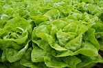 Kopfsalat