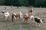 Kühe auf einer trockenen Weide. Foto: Landpixel
