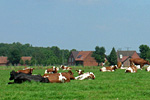 Kuhweide