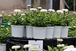 Versuche mit Leucanthemum (Margeriten)