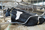 Liegeboxen im Rinderstall