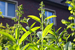 Ligustertrieb