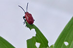 Lilienhähnchen