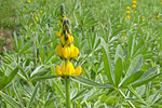 Gelbe Lupinen