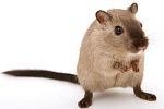 Maus