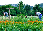 Menschen nutzen ihren Mietgarten (meine-ernte.de)