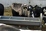 Tränke im Milchviehstall