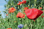 Klatschmohn und Kornblume