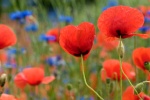 Mohn und Kornblumen