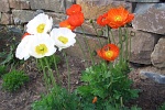 Mohn im Steingarten