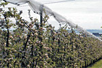 Obstplantage mit Hagelschutz
