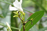 Oleanderkrebs