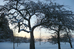 Streuobstwiese im Winter. Foto: Martina Fischer, Pixabay