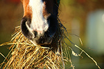 Pferd frisst Heu