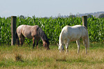 Pferde vor einem Maisfeld