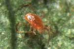 Raubmilbe Phytoseiulus persimilis