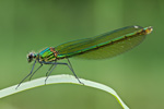 Gebänderte Prachtlibelle. Foto: Manfred Nieveler, piclease