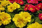Primula vulgaris