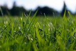 Rasen.  Foto: Justin Wei, unsplash.com