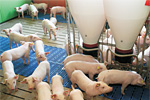 Rechenmeister für die Schweinefütterung