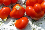 Reisetomate