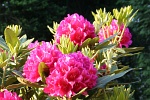 Rhododendronblüten