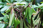Triebsterben an Rhododendron durch Phytophthora