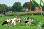 Rinder vor einem Maisfeld